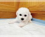 Puppy Green Bichon Frise
