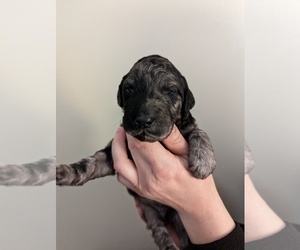 Poodle (Standard) Puppy for sale in NAMPA, ID, USA
