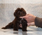 Small ShihPoo