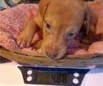 Puppy 8 Australian Shepherd-Vizsla Mix