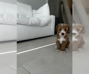 Goldendoodle (Miniature) Puppy for sale in MIAMI, FL, USA