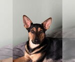 Small #3 German Shepherd Dog