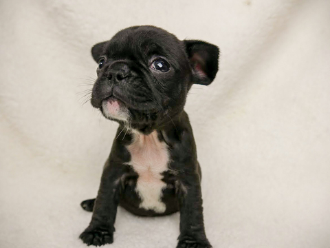 Medium Photo #2 French Bulldog Puppy For Sale in BELLEAIR, FL, USA