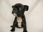 Small Photo #2 French Bulldog Puppy For Sale in BELLEAIR, FL, USA