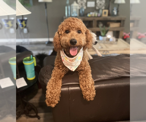 Doodle-Poodle (Miniature) Mix Puppy for sale in NOLENSVILLE, TN, USA