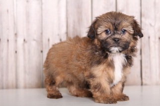 Medium Shorkie Tzu