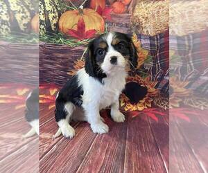 Cavalier King Charles Spaniel Puppy for sale in MULBERRY, KS, USA