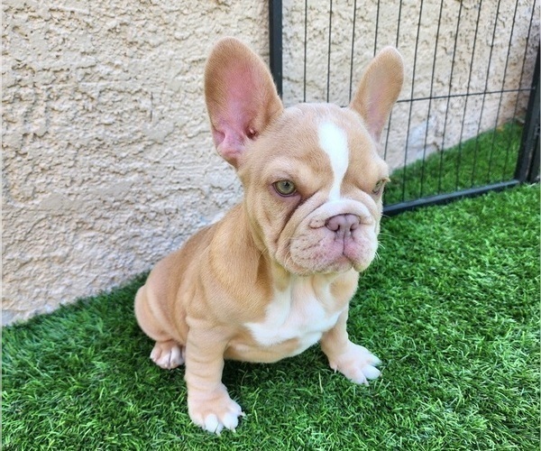 Medium Photo #9 French Bulldog Puppy For Sale in LAS VEGAS, NV, USA