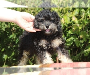 ShihPoo Puppy for sale in DYERSBURG, TN, USA