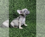 Small Photo #33 French Bulldog Puppy For Sale in DALLAS, TX, USA