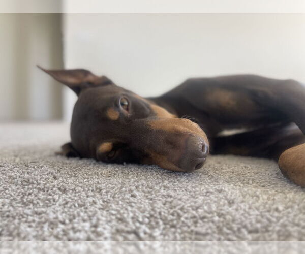 Medium Photo #2 Doberman Pinscher Puppy For Sale in Chandler, AZ, USA