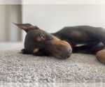 Small #1 Doberman Pinscher