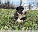 Puppy Kole Miniature Australian Shepherd