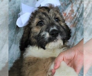 Poodle (Standard)-Saint Berdoodle Mix Puppy for sale in HOLDEN, MO, USA