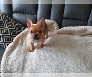 French Bulldog Puppy for sale in BOURNE, MA, USA