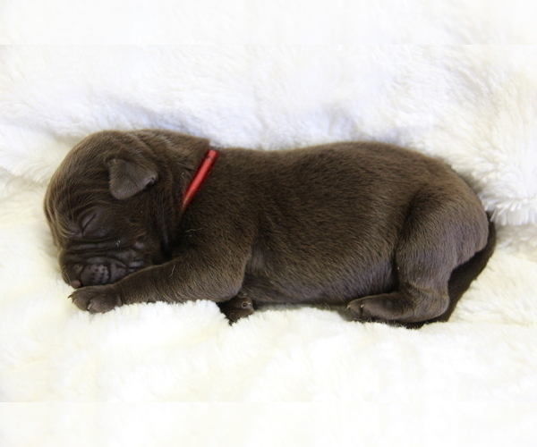 Medium Photo #7 Labrador Retriever Puppy For Sale in HYDE PARK, VT, USA