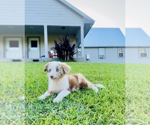 Miniature Australian Shepherd Puppy for sale in BELLVILLE, TX, USA
