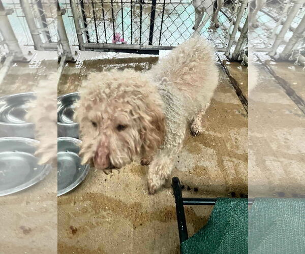 Medium Photo #2 Goldendoodle Puppy For Sale in Shreveport, LA, USA