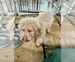 Small #1 Goldendoodle