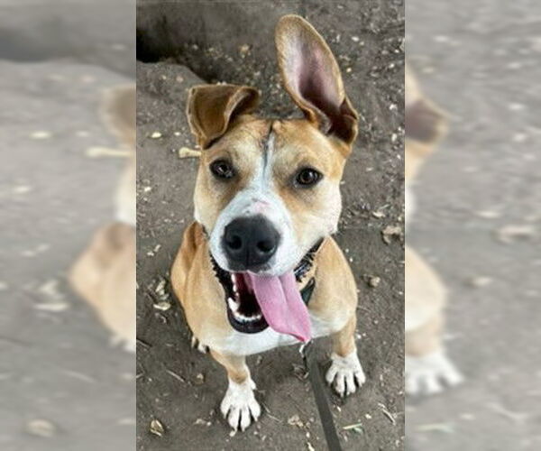 Medium Photo #3 American Pit Bull Terrier Puppy For Sale in Santa Barbara, CA, USA