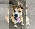 Small #2 American Pit Bull Terrier