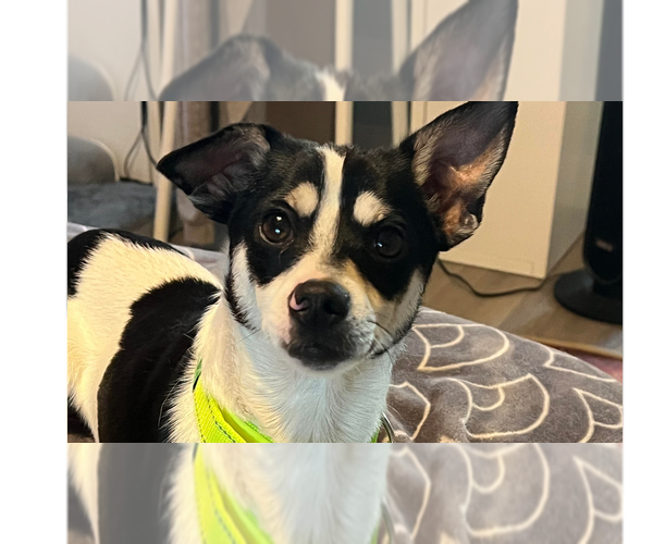 Medium Photo #1 Rat Terrier-Unknown Mix Puppy For Sale in Tampa, FL, USA