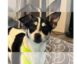 Rat Terrier-Unknown Mix Dogs for adoption in Tampa, FL, USA