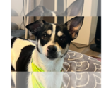Small Rat Terrier Mix