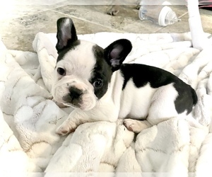 French Bulldog Puppy for sale in CORONA, CA, USA