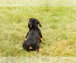 Small #4 Dachshund