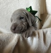 Small Photo #3 Weimaraner Puppy For Sale in DOW, IL, USA