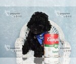 Small #8 Poodle (Toy)