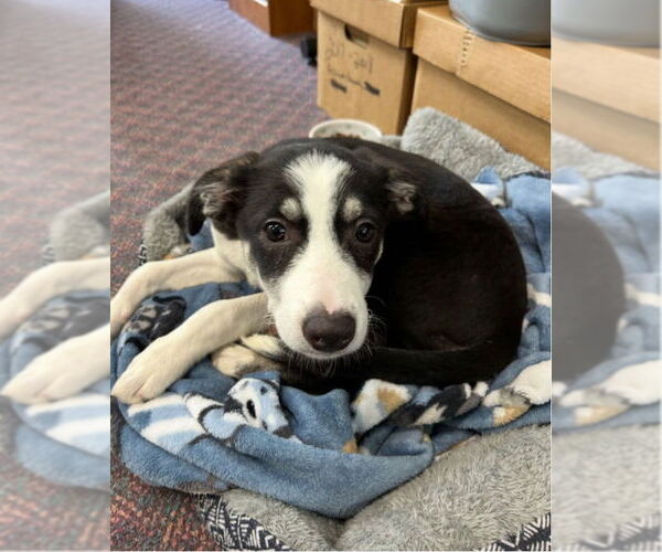 Medium Photo #7 Australian Shepherd-Unknown Mix Puppy For Sale in Grafton, WI, USA