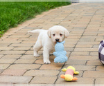 Small #8 Labrador Retriever