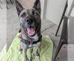 Small #1 Texas Heeler Mix