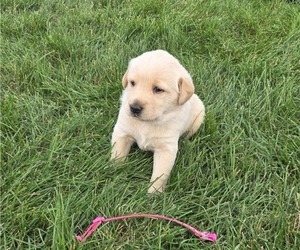 Golden Labrador Puppy for Sale in HAZEL GREEN, Wisconsin USA
