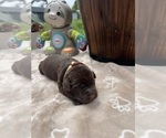 Small #7 Labrador Retriever