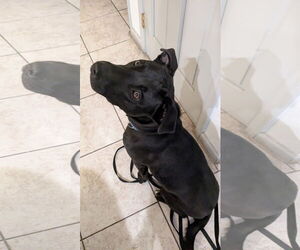 STORM - Male American Pit Bull Terrier-Unknown Mix Dog for Adoption - Photo #3