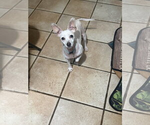 Chihuahua-Unknown Mix Dogs for adoption in Munford, TN, USA