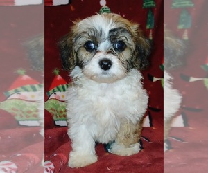 Mal-Shi Puppy for Sale in SALEM, Massachusetts USA