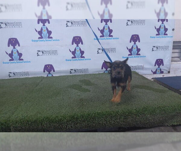 Medium Photo #1 Rat Terrier-Unknown Mix Puppy For Sale in Orlando, FL, USA