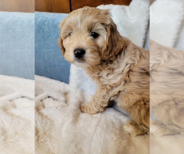 Medium Photo #18 Lhasa Apso Puppy For Sale in PHOENIX, AZ, USA