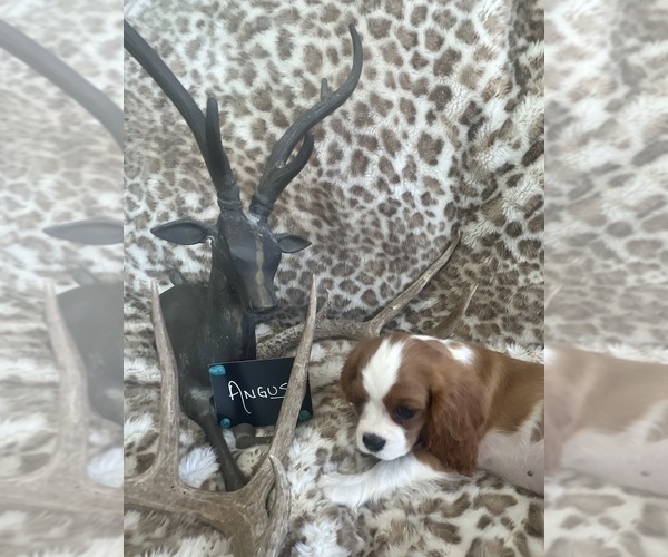 Medium Photo #4 Cavalier King Charles Spaniel Puppy For Sale in ABILENE, TX, USA