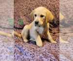 Puppy 6 Golden Labrador