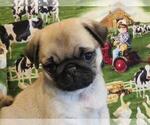 Small Photo #1 Pug Puppy For Sale in ORRVILLE, OH, USA