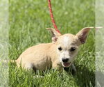 Small #1 Chihuahua