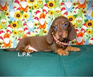 Dachshund Puppy for sale in WINNSBORO, LA, USA