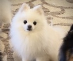 Small Photo #1 Pomeranian Puppy For Sale in KENNESAW, GA, USA