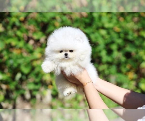 Medium Photo #1 Pomeranian Puppy For Sale in PHOENIX, AZ, USA
