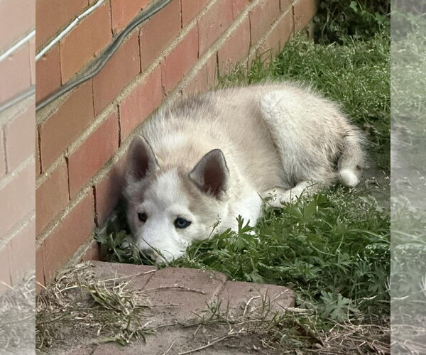 Medium Photo #2 Siberian Husky Puppy For Sale in Spring Lake, NC, USA